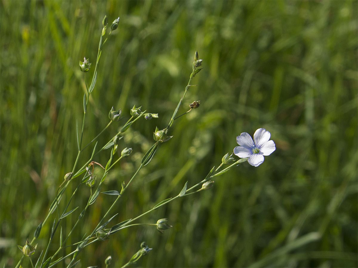 Linum perenne